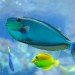 Tropical fish
